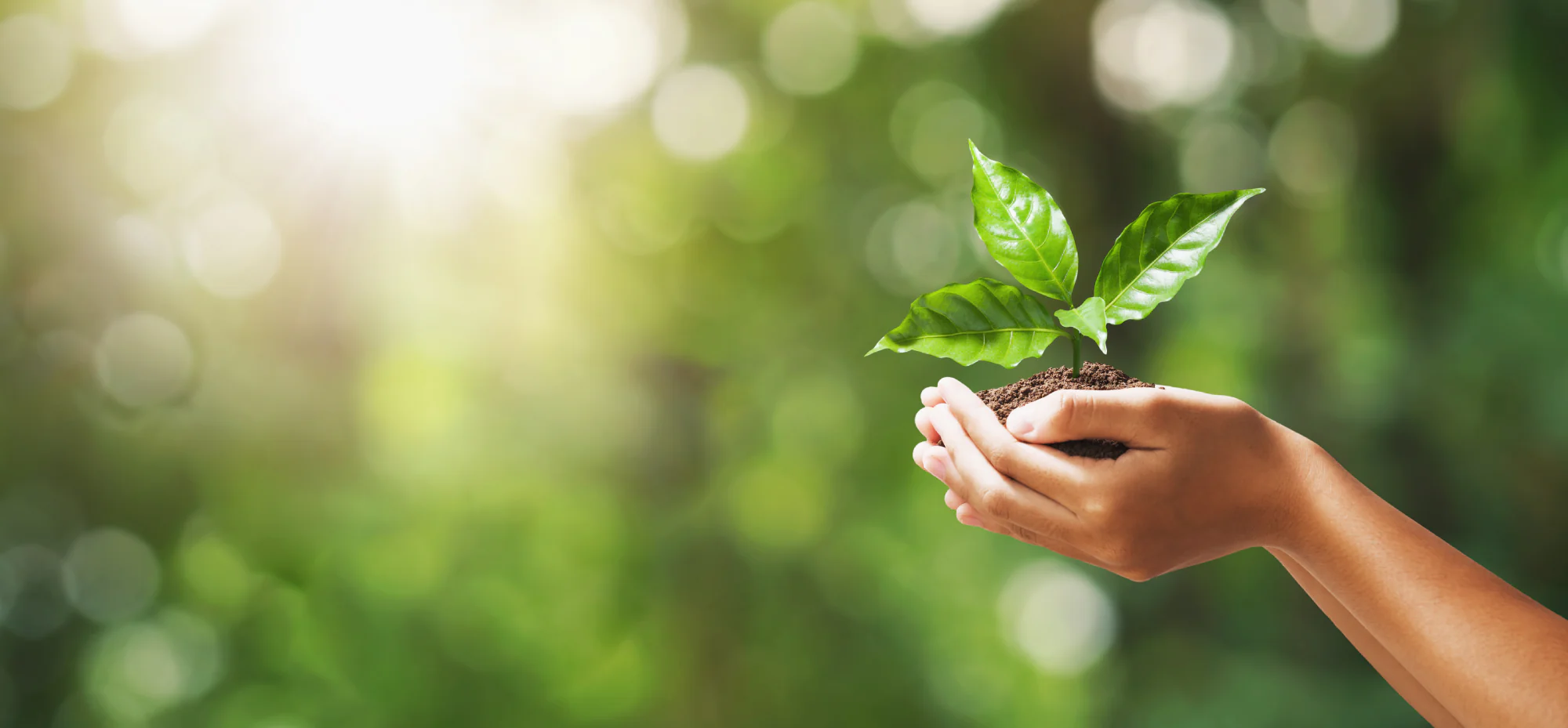 ITS Green: trasforma la tua passione per l’ambiente in una professione con un corso di specializzazione